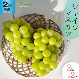 yӂ邳Ɣ[Łz y2026N  zy2񔭑zVC}XJbg \ 2kg × 2 v 4kg VC R ܂Ȃ Ԃǂ uhE  }XJbg Ȃ ʕ t[c RY Y