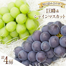 【ふるさと納税】【先行受付】ぶどう 韮崎市産 巨峰 約450g×2 シャインマスカット 約500g×2 計約1.9kg セット [Inakakara 山梨県 韮崎市 20742327] フルーツ 果物 ブドウ 葡萄 山梨県産 食べ比べ 詰合せ 期間限定