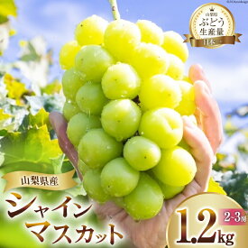 【ふるさと納税】 【2026年発送】 シャインマスカット マスカット シャイン ブドウ ぶどう フルーツ 果物 葡萄 種無し 1.2kg (2～3房) 朝採れ 1.2キロ 高品質 厳選 産地直送 季節限定 数量限定 期間限定発送 [OUTTA REACH JAPAN 山梨県 韮崎市 20742860]