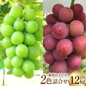 yӂ邳Ɣ[Łz y2025Nz ܂ 2F l 1.2kgȏ yVC}XJbg1[{Ԍn1[z [̂_ R Bs 20742918] Ԃǂ uhE  Zbg lߍ킹 ʕ 