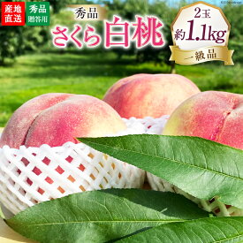 【ふるさと納税】【2025年発送】【秀品】 桃 山梨 朝獲れ さくら 白桃 約 1.1 kg ( 2玉 ） もも 桃 モモ フルーツ 果物 山梨県産 産地直送 期間限定 季節限定 冷蔵 ギフト 送料無料 [韮崎市桃農家の産直 山梨県 韮崎市 20742794]