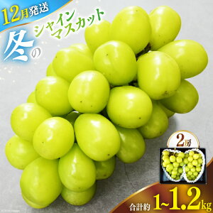 yӂ邳Ɣ[Łz y2025N12zys\z VC}XJbg R f̂! ~VC}XJbg 2[ ( 1.0kg`1.2kg ) ~G t[c ʕ }XJbg VC Ԃǂ 