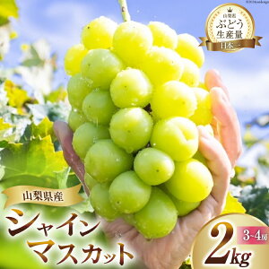 yӂ邳Ɣ[Łz y2025Nz VC}XJbg RY I  2kgi3`4[jt[c卑 Yn t[c ʕ }XJbg VC 2025 st s\ uhE Ԃǂ  