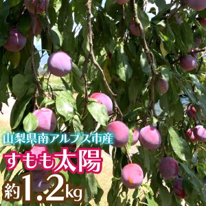 yӂ邳Ɣ[Łz2026Ns\񁄂z 1.2kg ӂ邳Ɣ[  z v ʕ t[c  R AvXs  ALPCZ008