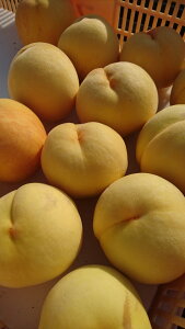 yӂ邳Ɣ[Łz2026Ns\ AvXsY@i3kgj ӂ邳Ɣ[  R AvXs  ALPCM003