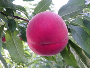 yӂ邳Ɣ[Łz 2026Ns\ AvXsY@i3kgj ӂ邳Ɣ[  R AvXs  ALPCM006