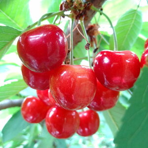 yӂ邳Ɣ[Łz 2026Ns\ AvXsY@gG500g(2LTCYȏ)@ALPCM004 ӂ邳Ɣ[  R AvXs 