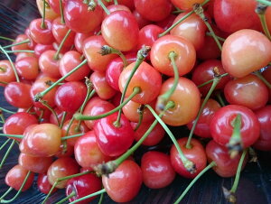 yӂ邳Ɣ[Łz2026Ns\񁄓AvXsY@500g(LTCYȏ)@ALPCM005 ӂ邳Ɣ[  R AvXs 