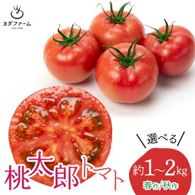【ふるさと納税】 桃太郎トマト 選べる 春作 秋作 1kg～2kg ALPFL001　ふるさと納税 トマト 選べる おすすめ 山梨県 南アルプス市 送料無料