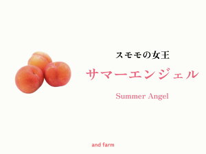 【ふるさと納税】【すもも・サマーエンジェル】一度は食べたい!栽培者1番人気! 選べる容量ALPDS011