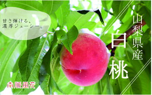 �y�ӂ邳�Ɣ[�Łz ��2026�N������s�\�񁄎R�����Y����1.8kg���� ALPAJ018