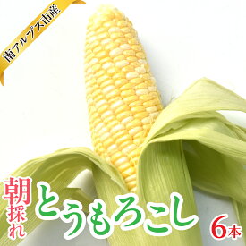 【ふるさと納税】＜2026年発送先行予約＞南アルプス市産　朝採れ　とうもろこし　6本　ALPAJ061