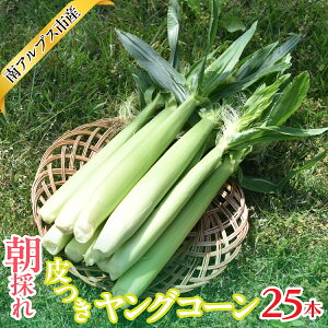 yӂ邳Ɣ[Łz2026Ns\񁄓AvXsY@̂@OR[25{@ALPAJ062