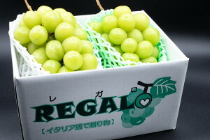 yӂ邳Ɣ[Łz2026Ns\񁄖jK@` ΂̕΁EVC}XJbg `@1.2kgȏ 2`3[ ALPCV002