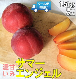 【ふるさと納税】【先行予約】クール便　収穫当日に発送　プラム　サマーエンジェル　1.5kg　10～12玉＜出荷開始：7月7日～7月18日＞【フルーツ 山梨県 南アルプス市 】