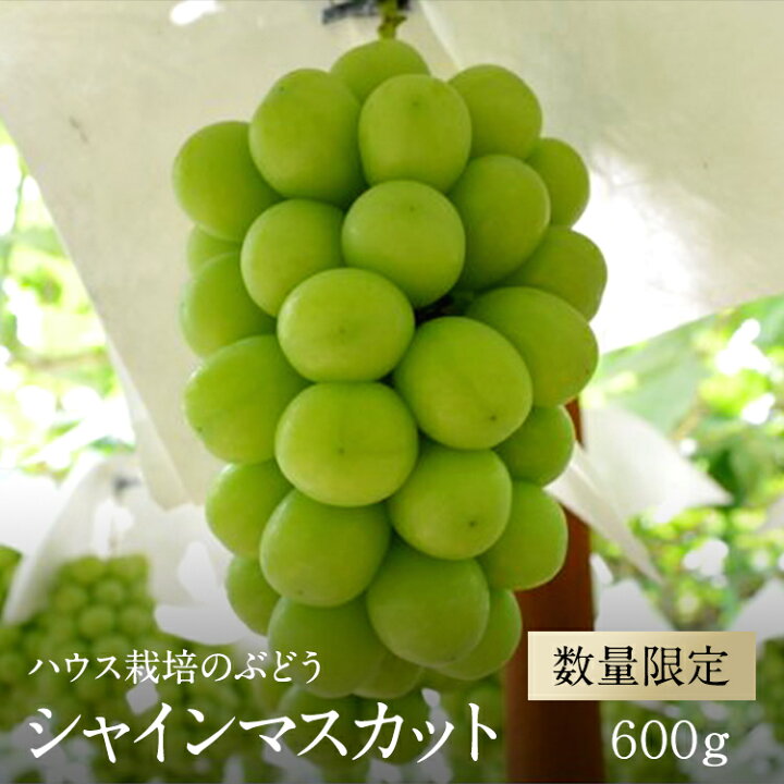 楽天市場 ふるさと納税 先行予約 シャインマスカット 約600g ハウス栽培 22年産 皮ごと食べられる 種なしぶどう 冷蔵出荷 1 5 1 42 出荷時期 22年7月上旬 下旬 フルーツ 産地直送 山梨県 南アルプス市 山梨県南アルプス市