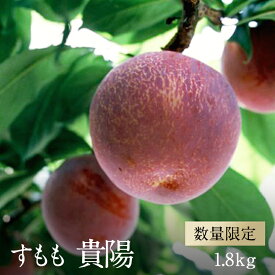 楽天市場 すもも フルーツ 果物 食品 の通販 楽天市場 すもも フルーツ 果物 食品 の通販