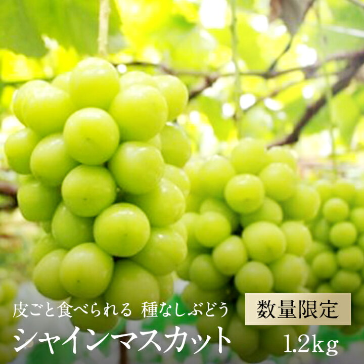 楽天市場 ふるさと納税 シャインマスカット 約1 2kg 先行 予約 22年産 皮ごと食べられる 種なしぶどう 1 1 135 出荷時期 22年9月上旬 22年10月中旬 フルーツ 産地直送 葡萄 山梨県 南アルプス市 山梨県南アルプス市