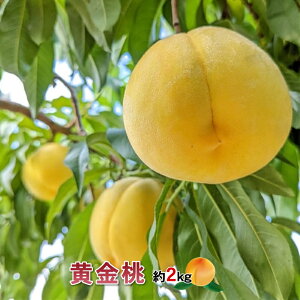 yӂ邳Ɣ[Łz2026Ns\ I 󏭕iI2kg 5`8 RAvXsY ӂ邳Ɣ[    ʕ t[c  R AvXs  ALPBV00