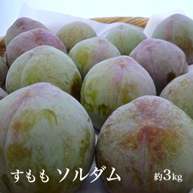 【ふるさと納税】 ＜2026年発送先行予約＞すもも「ソルダム」10～13玉入り×2箱約3kg ふるさと納税 すもも ソルダム 果物 フルーツ 10玉 おすすめ 山梨県 南アルプス市 送料無料 ALPAA002