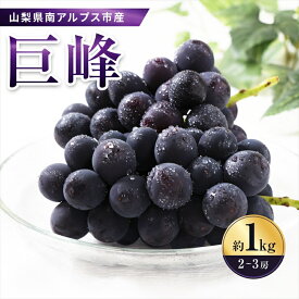 【ふるさと納税】 ＜2026年発送先行予約＞南アルプス市産　旬の採れたて巨峰　2〜3房入り　約1kg ふるさと納税 おすすめ 山梨県 南アルプス市 送料無料 ALPAH011