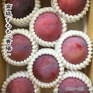 yӂ邳Ɣ[Łz2026Ns\񁄍uMzv8-9 ӂ邳Ɣ[  Mz v  ʕ t[c  R AvXs  ALPCZ001