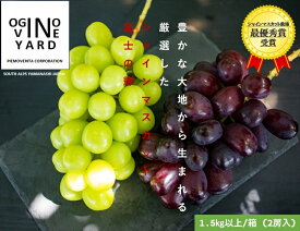 【ふるさと納税】 2026年秋収穫先行予約 山梨県産 富士の輝＆シャインマスカット 1．5kg以上／箱 2房入 ふるさと納税 シャインマスカット 富士の輝き ぶどう 黒ぶどう マスカット 葡萄 果物 フルーツ 2房 おすすめ 山梨県 南アルプス市 送料無料 ALPAK013