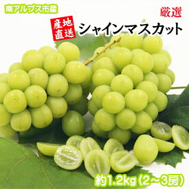 【ふるさと納税】 ＜2026年発送先行予約＞ 厳選！南アルプス市産　シャインマスカット　約1.2kg（2〜3房） ふるさと納税 シャインマスカット 葡萄 ぶどう 果物 フルーツ おすすめ 山梨県 南アルプス市 送料無料 ALPDD009