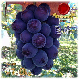 【ふるさと納税】 ＜2026年発送先行予約＞ 厳選！南アルプス市産　巨峰　約1.0kg（2～3房） ふるさと納税 巨峰 葡萄 ぶどう 果物 フルーツ おすすめ 山梨県 南アルプス市 送料無料 ALPDD016