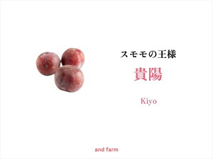 【ふるさと納税】 <2026年発送先行予約>【すもも・貴陽】一生に一度は食べたい!王様のひと玉!約6玉 ふるさと納税 すもも プラム 貴陽 完熟 おいしい おすすめ 山梨県 南アルプス市 送料
