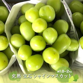 【ふるさと納税】 【2025年発送先行予約】完熟 宝石シャインマスカット約1.8〜2kg ふるさと納税 シャインマスカット マスカット 葡萄 果物 フルーツ おすすめ 山梨県 南アルプス市 送料無料 ALPCZ007