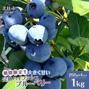 【ふるさと納税】 ブルーベリー 完熟 大きい 【2026年先行予約】 選べる容量 計500g 計1kg ハイブッシュ・ブルーベリー 甘い フルーツ くだもの 冷蔵 期間限定 6月〜7月発送 山梨県 北杜市 送料