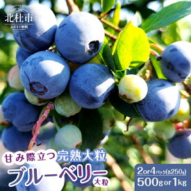 【ふるさと納税】 ブルーベリー 完熟 大粒 【2026年先行予約】 選べる容量 計500g 計1kg ラビットアイ・ブルーベリー 甘い フルーツ くだもの 冷蔵 ヨーグルト パンケーキ トッピング 期間限定 7月～8月発送 山梨県 北杜市 送料無料
