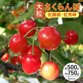 【ふるさと納税】 【2024年先行予約】 さくらんぼ 佐藤錦 紅秀峰 選べる容量 約500g 約750g 大粒 サクランボ チェリー 山梨産 八ヶ岳高原 くだもの 果物 フルーツ 大粒 L以上 山梨県 北杜市 送料無料