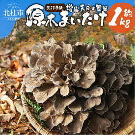 【ふるさと納税】 令和7年産 舞茸 原木舞茸 まいたけ きのこ キノコ 肉厚 選べる容量 約450g 約1kg 期間限定 人気 家庭用 ナラの木 芳醇 新鮮 山梨県 北杜市 須玉町産 増富天空の舞茸 送料無料