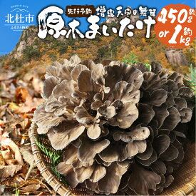 【ふるさと納税】 令和7年産 舞茸 原木舞茸 まいたけ きのこ キノコ 肉厚 選べる容量 約450g 約1kg 期間限定 人気 家庭用 ナラの木 芳醇 新鮮 山梨県 北杜市 須玉町産 増富天空の舞茸 送料無料