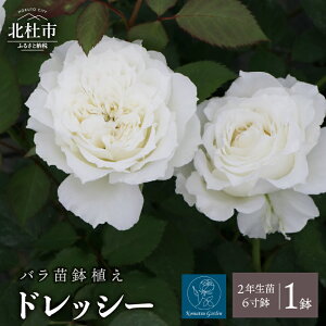 【ふるさと納税】 バラ 苗 1鉢 四季咲き 鉢植え 花 ドレッシー 6寸鉢 2年生苗 ガーデニング 初心者 母の日 父の日 送料無料