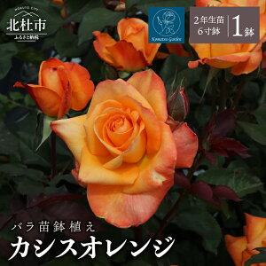 �y�ӂ邳�Ɣ[�Łz 2026�N2���ȍ~���� �o�� �c 1�� ���A�� �� �J�V�X�I�����W �l�G�炫 6���� 2�N���c �K�[�f�j���O ���S�� ��̓� ���̓� �a���� �����w�j �V�z�j�� �L�O�� ��ĕ��K�C�h How to 