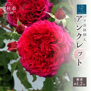 yӂ邳Ɣ[Łzo c lG炫 A  ANbg 6 CObV[Y [bg炫 