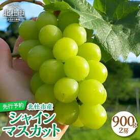 【ふるさと納税】 ＼レビューキャンペーン実施中／ シャインマスカット 900g 2房 山梨 数量限定 期間限定 フルーツ 2025年 先行予約 ぶどう ブドウ 葡萄 瑞々しい ジューシー 北杜市産 果物 マスカット お取り寄せ 送料無料