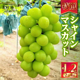 【ふるさと納税】 【2026年先行予約】 シャインマスカット 特選 ブドウ 選べる 容量 約1kg 約2kg 2房〜4房 期間限定 名水の里 ぶどう フルーツ 果物 くだもの ギフト 贈答用 化粧箱入り 山梨県産 北杜市 白州 送料無料