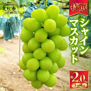 yӂ邳Ɣ[Łz y2025Ns\z VC}XJbg I uhE Iׂ e 1kg 2kg 2[`4[ ʌ ̗ Ԃǂ t[c ʕ  Mtg p ϔ RY