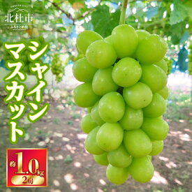【ふるさと納税】 【2026年先行予約】 シャインマスカット ブドウ 約1.0kg 2房 期間限定 名水の里 ぶどう 山梨県産 フルーツ 果物 くだもの ご家庭用 北杜市 白州 送料無料