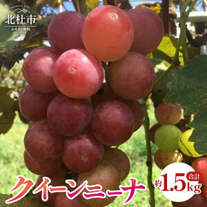 yӂ邳Ɣ[Łz Ԃǂ NC[j[i Iׂe 1.5kg 2kg RY uhE t[c ʕ ԂԂǂ _ Ԍ ʌ ① y 2025N  z kms 