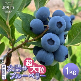 【ふるさと納税】 【2026年発送 先行予約】 ブルーベリー 超大粒 選べる容量 500g 1000g 無農薬 フルーツ 果物 くだもの デザート 生果 生果実 ジャム ヨーグルト 期間限定 山梨県産 北杜市 明野町 送料無料