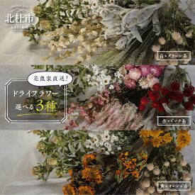 【ふるさと納税】 ドライフラワー 選べる 3種 セット 白×グリーン系 赤×ピンク系 黄×オレンジ系 花農家直送 60本前後 長さ35cm～45cm 厳選 期間限定 新鮮 インテリア 鮮やか 飾り ギフト 贈り物 プレゼント solis mons 送料無料