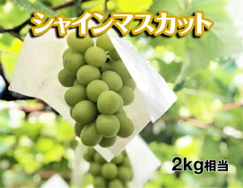 楽天市場 ふるさと納税 シャインマスカットの通販 楽天市場 ふるさと納税 シャインマスカットの通販