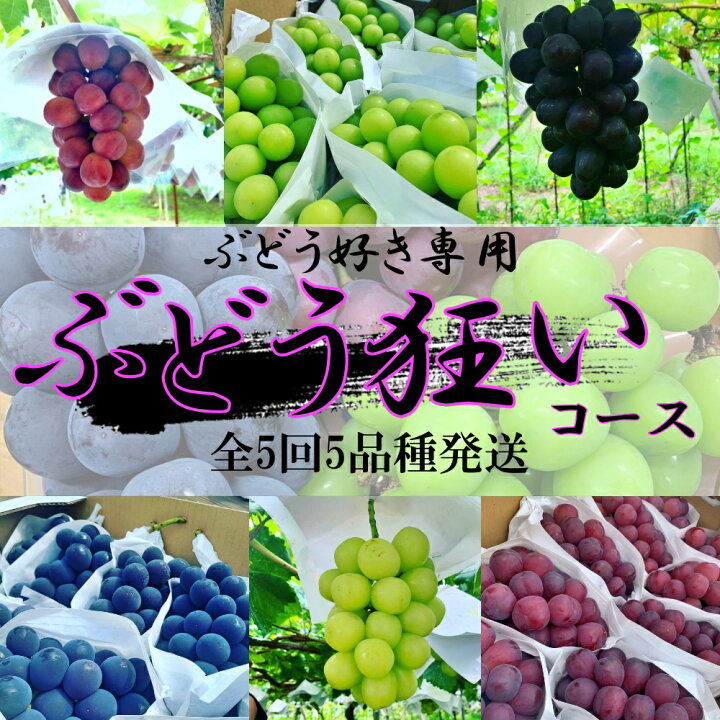 楽天市場 ふるさと納税 先行予約 シャインマスカット 含む 定期便 ぶどう狂い5種食べ比べ お楽しみ フルーツ定期便 ぶどう 食べ比べ 希少品種 巨峰 ピオーネ バイオレットキング 富士の輝 クイーンニーナ スカーレット 山梨県 笛吹市産 クール便配送 沖縄県 離島へは
