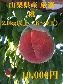 楽天市場 ふるさと納税 桃 山梨の通販