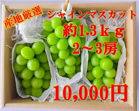 【ふるさと納税】産地厳選！　シャインマスカット　1.3kg以上　（2〜3房）山梨 シャインマスカット